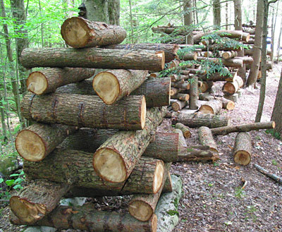 stacked logs
