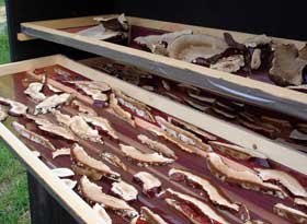 passive solar dehydrators close up